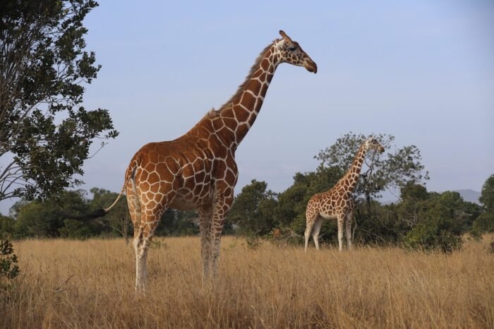 Kenya