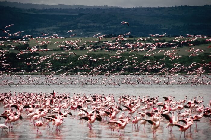 Tanzania