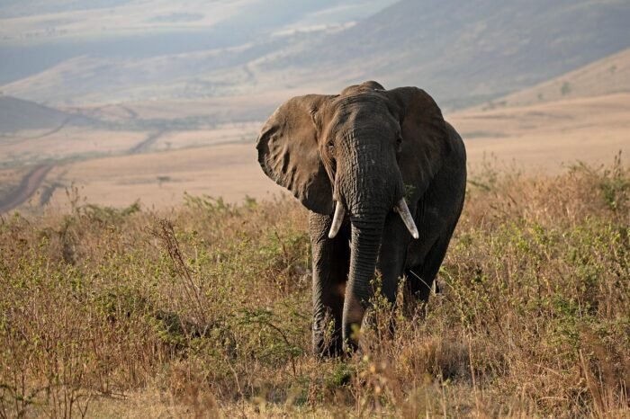 Tanzania