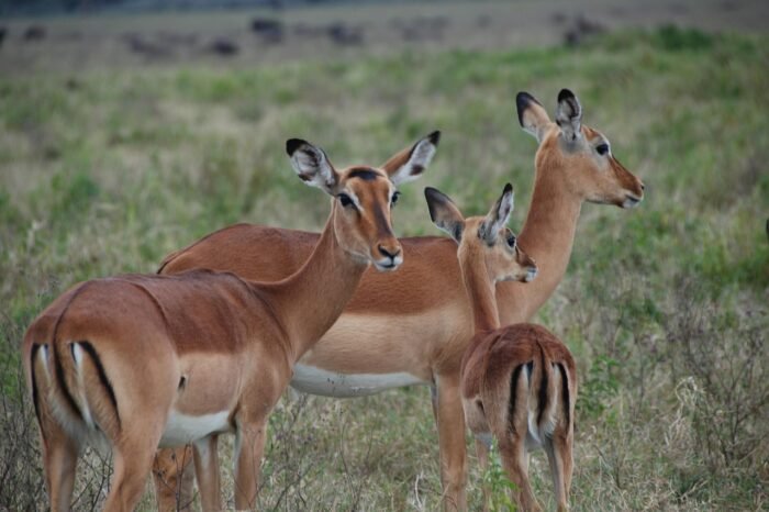 10 Day Impala Safari