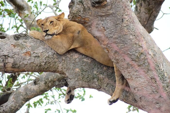 Tanzania