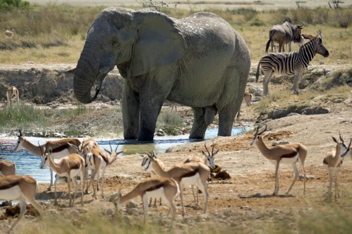 9 Day Big Five Safari
