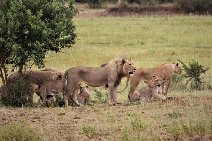 8 Day Simba Safari