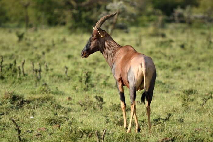 8 Day Topi Safari