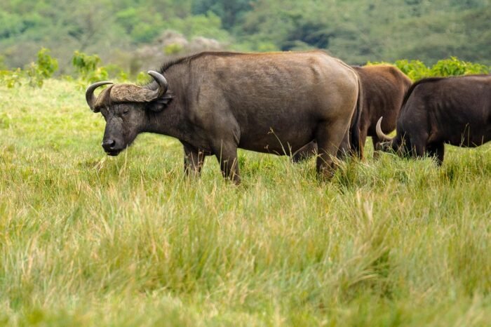 Tanzania